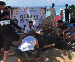 PT Pegadaian Kanwil VI Makassar menyalurkan bantuan sapi kurban kepada masyarakat pesisir Pulau Barrang Caddi, Kecamatan Kepulauan Sangkarrang, Kota Makassar.