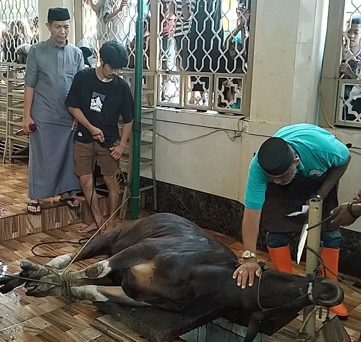 Panitia Kurban Masjid Raudhatul Muflihien sukses melaksanakan penyembelihan 11 ekor sapi dan membagikan daging kurban kepada masyarakat di Kecamatan Bontoala, Makassar.